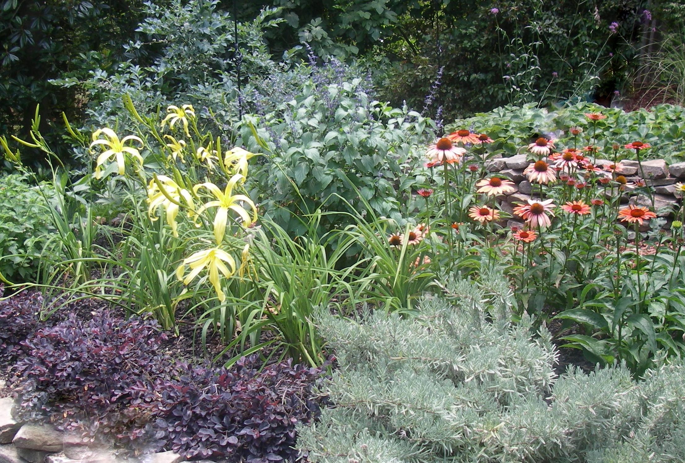 Water wise perennial garden drought tolerant